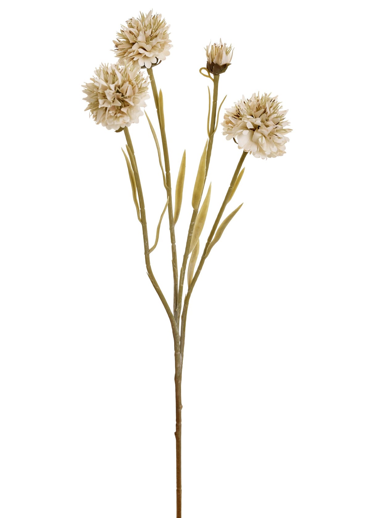 Cream Stem Flower